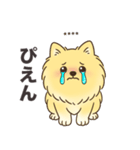 名前入りポメラニアンクリーム（個別スタンプ：18）