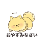 名前入りポメラニアンクリーム（個別スタンプ：23）
