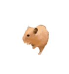 Moving HamPacino（うごくハムパチーノ）（個別スタンプ：5）