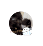 うちのnekoシリーズ7（個別スタンプ：1）