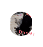 うちのnekoシリーズ7（個別スタンプ：6）