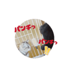 うちのnekoシリーズ7（個別スタンプ：7）