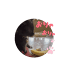 うちのnekoシリーズ7（個別スタンプ：8）
