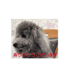 動く！激かわいいクリシェ2025.8（個別スタンプ：5）