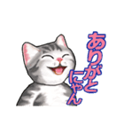 猫の日常会話フレーズ（個別スタンプ：3）