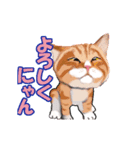 猫の日常会話フレーズ（個別スタンプ：10）