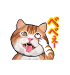 猫の日常会話フレーズ（個別スタンプ：16）