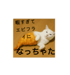 可愛い猫やチワワのスタンプ（個別スタンプ：6）