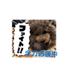 動く！激かわいいクリシェ2025.08（個別スタンプ：12）