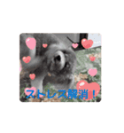 動く！激かわいいクリシェ2025.08（個別スタンプ：15）