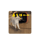 なつのオモシロすたんぷ①（個別スタンプ：1）