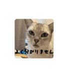 なつのオモシロすたんぷ①（個別スタンプ：3）