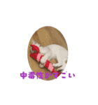 なつのオモシロすたんぷ①（個別スタンプ：11）