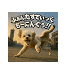 ブレイクダンス犬（個別スタンプ：27）