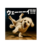 ブレイクダンス犬（個別スタンプ：31）