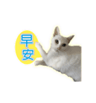 ダイナミックな白いかわいい猫（個別スタンプ：1）