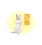 ダイナミックな白いかわいい猫（個別スタンプ：2）