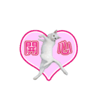 ダイナミックな白いかわいい猫（個別スタンプ：3）