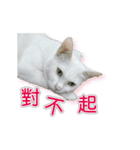 ダイナミックな白いかわいい猫（個別スタンプ：4）