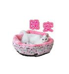 ダイナミックな白いかわいい猫（個別スタンプ：6）