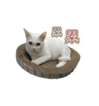ダイナミックな白いかわいい猫（個別スタンプ：7）