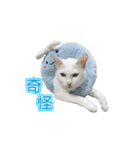 ダイナミックな白いかわいい猫（個別スタンプ：8）
