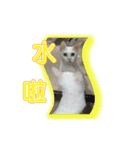 ダイナミックな白いかわいい猫（個別スタンプ：10）