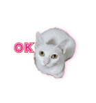 ダイナミックな白いかわいい猫（個別スタンプ：11）