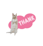 ダイナミックな白いかわいい猫（個別スタンプ：13）
