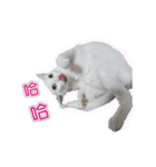 ダイナミックな白いかわいい猫（個別スタンプ：15）