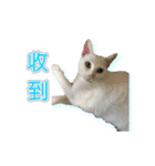 ダイナミックな白いかわいい猫（個別スタンプ：16）