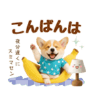 飛び出す癒しコーギーのラフな敬語（個別スタンプ：3）