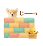 飛び出す癒しコーギーのラフな敬語（個別スタンプ：21）
