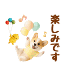 飛び出す癒しコーギーのラフな敬語（個別スタンプ：22）