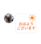 はなのスタンプ② 業務用（個別スタンプ：1）