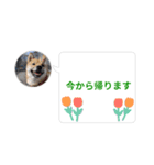 はなのスタンプ② 業務用（個別スタンプ：9）