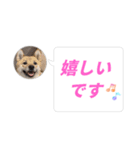 はなのスタンプ② 業務用（個別スタンプ：11）