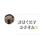 はなのスタンプ② 業務用（個別スタンプ：12）