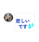 はなのスタンプ② 業務用（個別スタンプ：13）