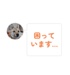 はなのスタンプ② 業務用（個別スタンプ：14）