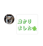はなのスタンプ② 業務用（個別スタンプ：15）