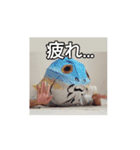 サカナトテラス（個別スタンプ：4）