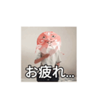 サカナトテラス（個別スタンプ：5）