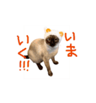 お酒とネコ好きな日常会話 44（個別スタンプ：3）