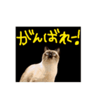 お酒とネコ好きな日常会話 44（個別スタンプ：8）