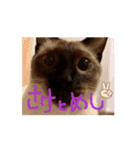 お酒とネコ好きな日常会話 44（個別スタンプ：11）