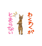 お酒とネコ好きな日常会話 44（個別スタンプ：12）