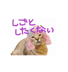 お酒とネコ好きな日常会話 44（個別スタンプ：13）