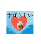 お酒とネコ好きな日常会話 44（個別スタンプ：14）