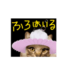 お酒とネコ好きな日常会話 44（個別スタンプ：16）
